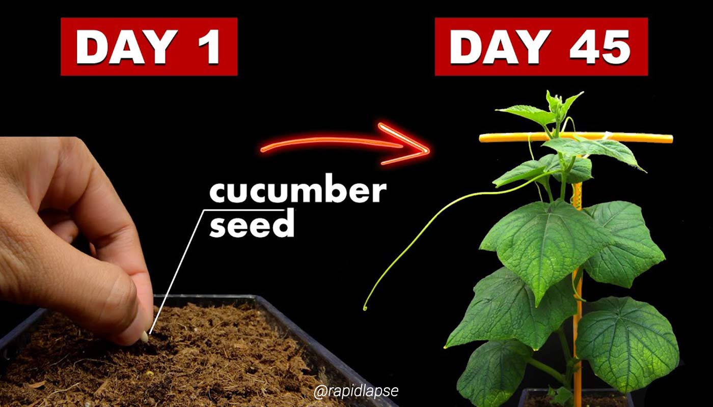 From Seed to Bloom: Unveiling the Magic of Plant Time Lapse with Rapid Lapse