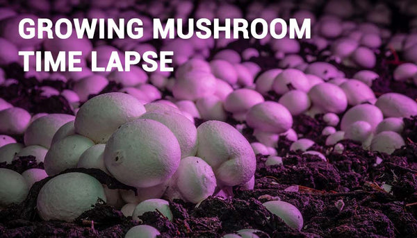 Challenges in Capturing Mushroom Timelapse Footage