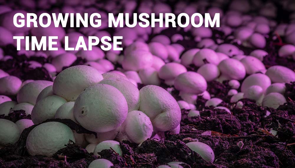 Challenges in Capturing Mushroom Timelapse Footage