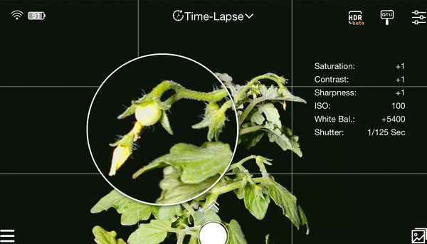 How to make a tomato plant time lapse