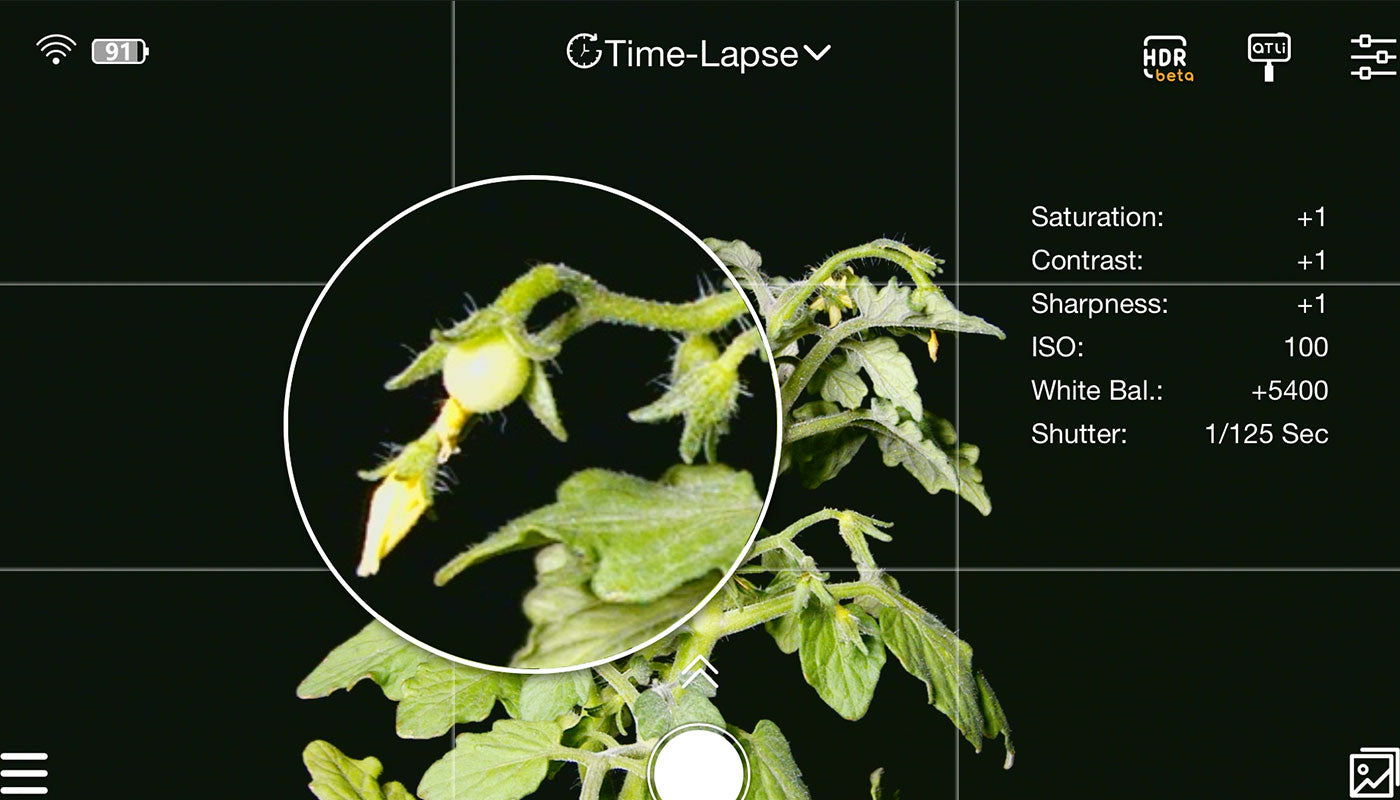 How to Make a Tomato Plant Time Lapse